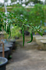 Green Chili Pepper Growing on Green Plant.