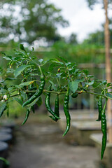 Green Chili Pepper Growing on Green Plant.