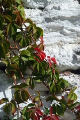 Parra virgen frente a una pared blanqueada en Pampaneira, Alpujarra de Granada, Andaluc&iacute;a, Espa&ntilde;a
