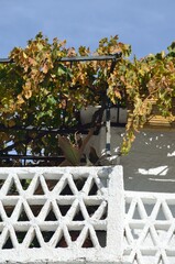 Parra virgen sobre una celos&iacute;a blanqueada en Pampaneira, Alpujarra de Granada, Andaluc&iacute;a, Espa&ntilde;a
