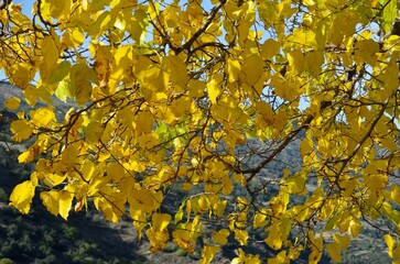 &Aacute;lamos en oto&ntilde;o en Pampaneira, provincia de Granada, Andaluc&iacute;a, Espa&ntilde;a
