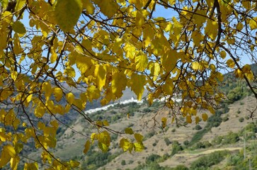 &Aacute;lamos en oto&ntilde;o en Pampaneira, provincia de Granada, Andaluc&iacute;a, Espa&ntilde;a
