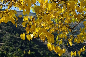 &Aacute;lamos en oto&ntilde;o en Pampaneira, provincia de Granada, Andaluc&iacute;a, Espa&ntilde;a
