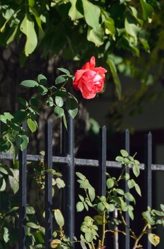 Rosa asom&aacute;ndose entre los barrotes de una verja en Pampaneira, Alpujarra de Granada, Andaluc&iacute;a, Espa&ntilde;a
