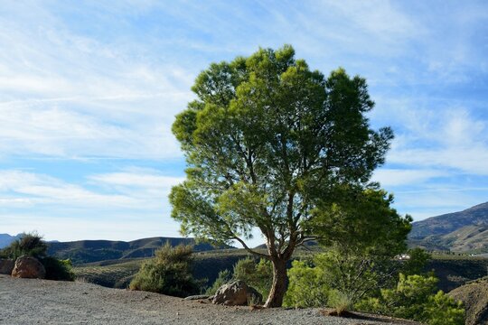 Bonito &aacute;rbol junto a la la carretera A-346, Alpujarra de Granada, Andaluc&iacute;a, Espa&ntilde;a
