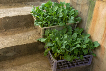 Green Mustard Plants Growing in Plastic Basket Sustainable Healthy Lifestyle - Brassica Juncea
