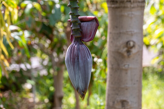 Flower of Banana - Musa acuminata