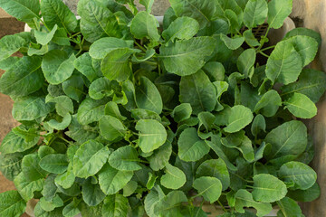 Green Mustard Plants Growing in Plastic Basket Sustainable Healthy Lifestyle - Brassica Juncea