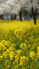 Fototapeta premium canola flower