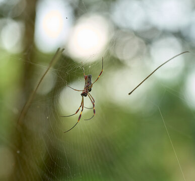 Giant Golden Orbweaver spider awaits for a meal to land on its web