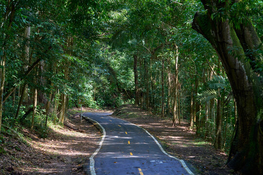 Relaxing walk in Ancon Hill, surrounded by flora and fauna