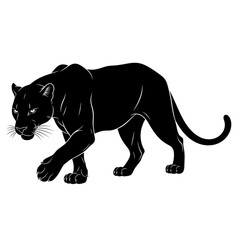 Obraz premium Black panther walking in a threatening stance