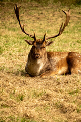 Fototapeta premium deer in the woods