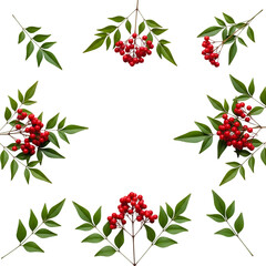 Fototapeta premium Holly clusters pattern on black background isolated on transparent background