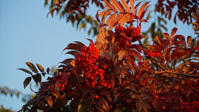 japanese red rowan