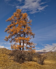 Russia. The South of Western Siberia, the Altai Mountains. View of a lone larch tree in yellow autumn robes on picturesque rocky placers in the Kurai steppe along the Chuisky tract.