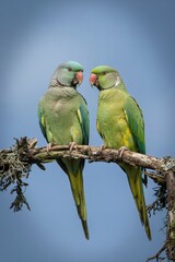 Fototapeta premium Two Vibrant Green Rose-Ringed Parakeets Perched on a Tree Branch Against a Clear Blue Sky, Exotic Tropical Wildlife for Nature and Conservation Media