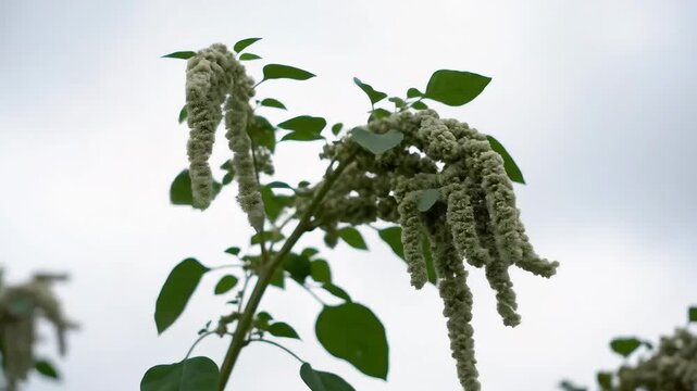 Close up of a green amaranth plant with drooping flower clusters against a cloudy sky.