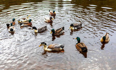 ducks in the water