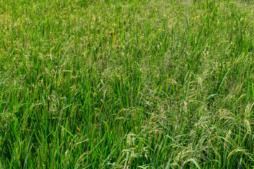Rice Plants Ready for Harvest in Agricultural Field - Oryza Sativa