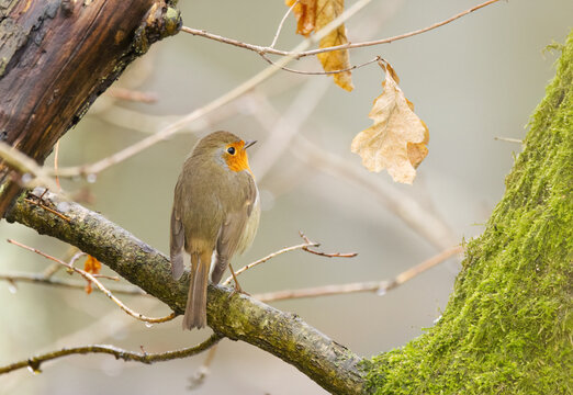 round robin hiding in a tree, robin looking to the right, robin on a thin branch, in the background brown leaves and tree with moss on the bark, songbird Erithacus rubecula