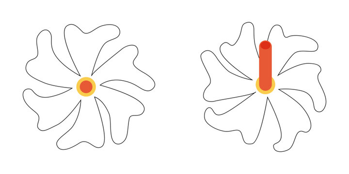 Seamless Parijat Flower Isolated on Transparent Background