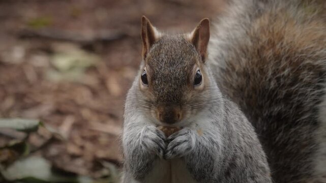 Squirrel eating a peanut close up