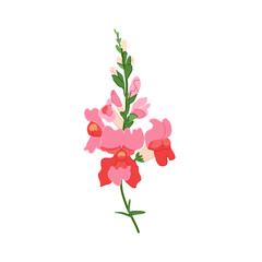 Vector illustration featuring a vibrant snapdragon flower spike with detailed blooms on a green stem, perfect for heirloom romance wedding stationery and spring branding