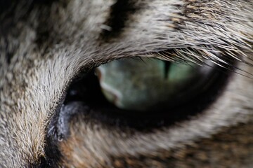 Cat eye macro detail  Description Macro close-up of a cat eye with sharp focus on iris and reflections. © silvia
