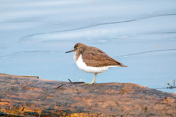 Common Sandpiper perched on a log.