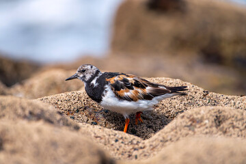 Ruddy turnstone perched on the shore.