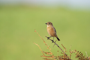 Female European Stonechat perched on a branch.