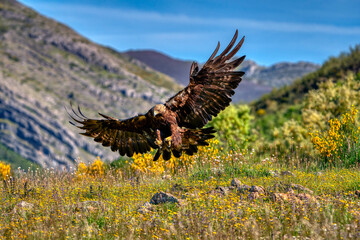 Golden eagle landing on the field. Spain.