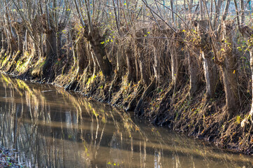 Pollard willows lining a riverbank with reflections in water © Ulrich