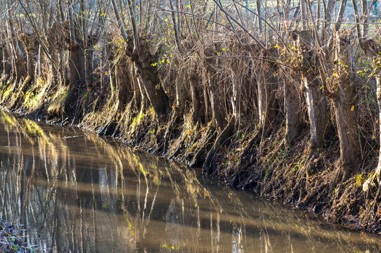 Pollard willows lining a riverbank with reflections in water