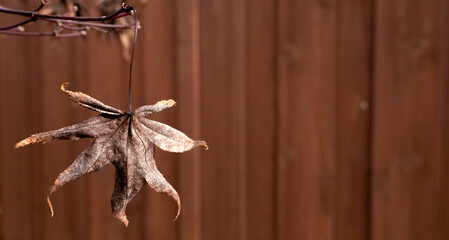 A lone, dried leaf hangs precariously from a barren branch, a poignant reminder of autumn's final...