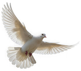 Obraz premium White dove in flight isolated on transparent background
