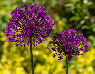 Two bright purple allium flower heads in the sun