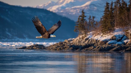 Majestic bald eagle in flight over an Alaskan bay near Homer