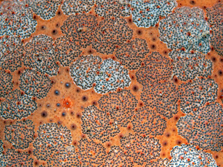 Starfish skin detail, Seestern Hautoberfl&auml;che