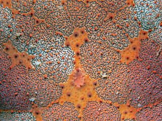 Starfish skin detail, Seestern Hautoberfl&auml;che
