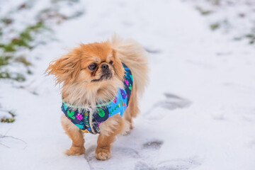 Little adorable Pekingese ( Tibetan Spaniel ) outside in colorful jacket