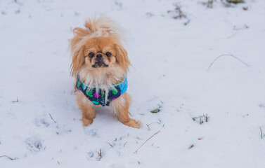 Little adorable Pekingese ( Tibetan Spaniel ) outside in colorful jacket