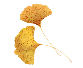 Ginkgo biloba dried yellow leaves pile isolated on white, top view