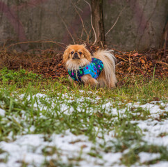 Little adorable Pekingese ( Tibetan Spaniel ) outside in colorful jacket