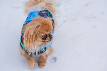 Little adorable Pekingese ( Tibetan Spaniel ) outside in colorful jacket