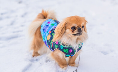Little adorable Pekingese ( Tibetan Spaniel ) outside in colorful jacket