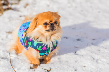 Little adorable Pekingese ( Tibetan Spaniel ) outside in colorful jacket