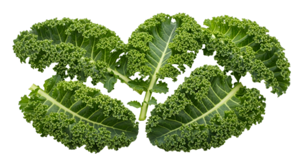 A vibrant bunch of curly kale leaves against a dark background