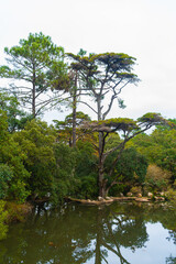 Scenic forest lake with reflections and green foliage during fall season. Natural background suitable for design.